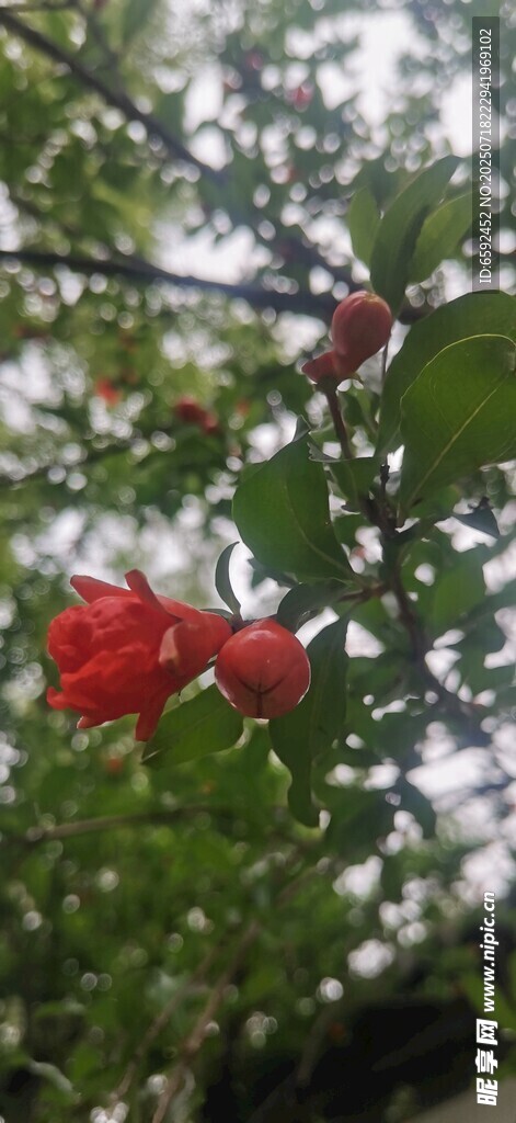 石榴花