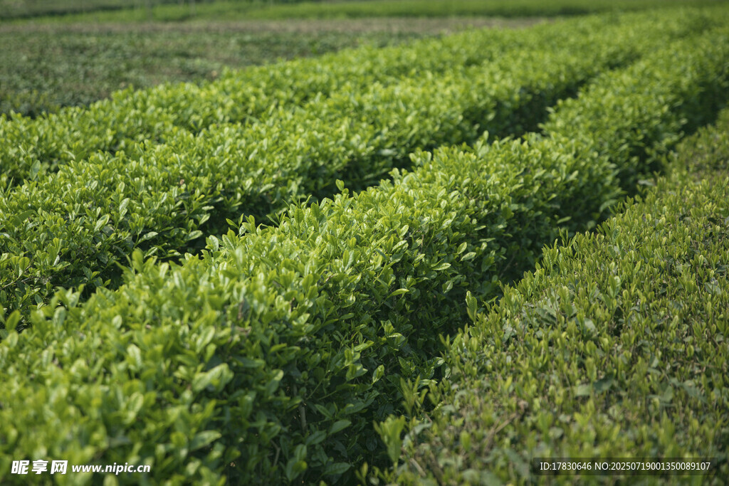 春天的茶園