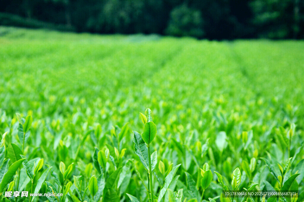 杭州西湖茶園