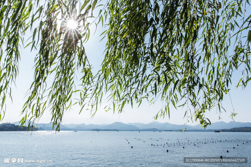 杭州西湖柳樹陽光風(fēng)景