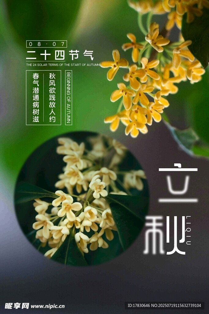 立秋時(shí)節(jié)桂花綻放