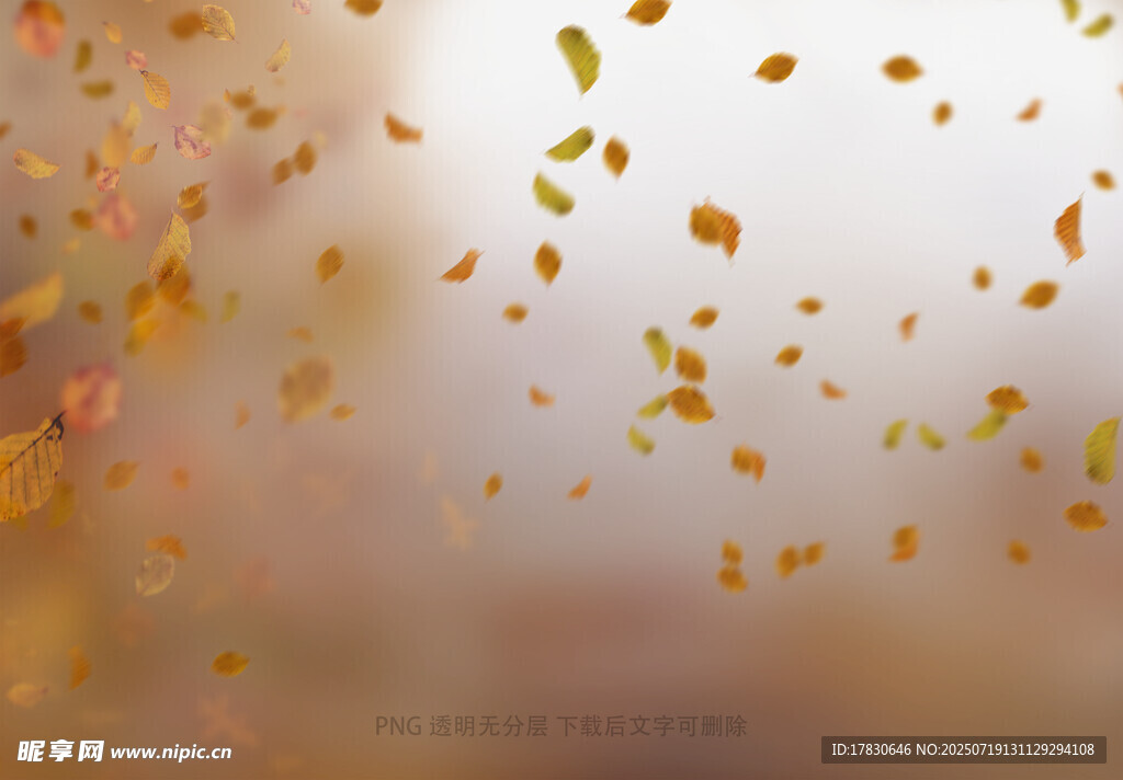 秋日窗上飄落的斑斕樹葉