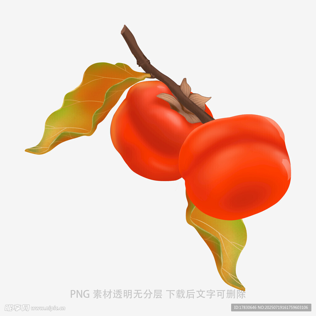 枝頭雙柿圖
