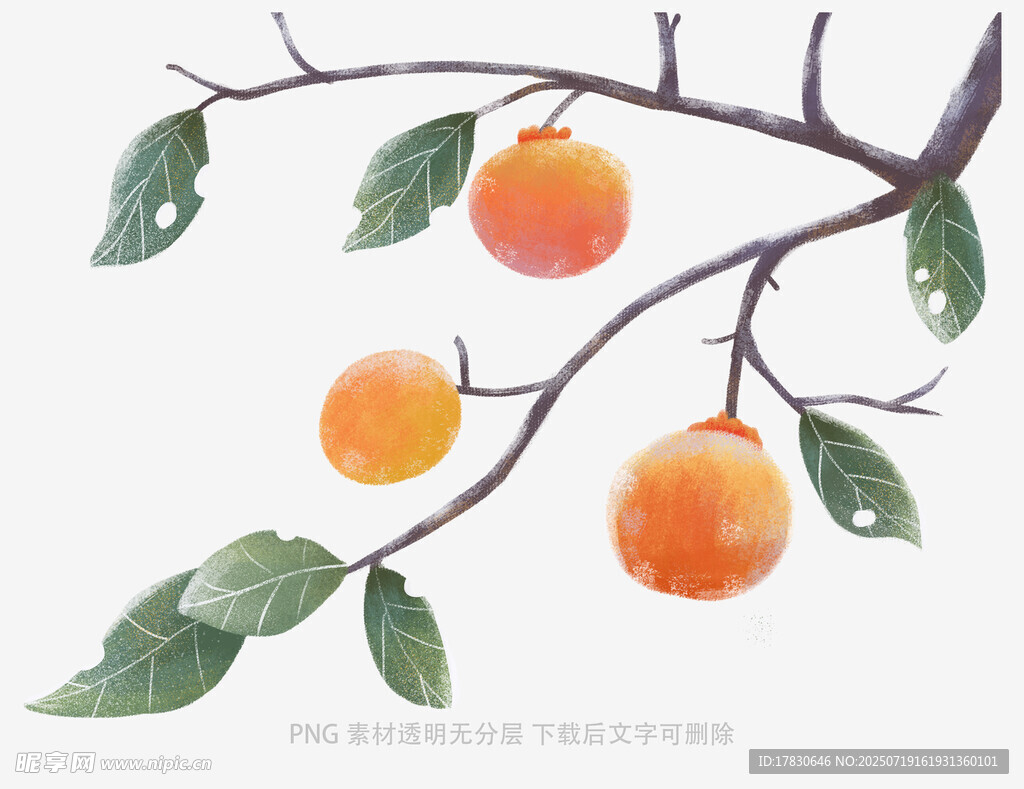 枝頭碩果