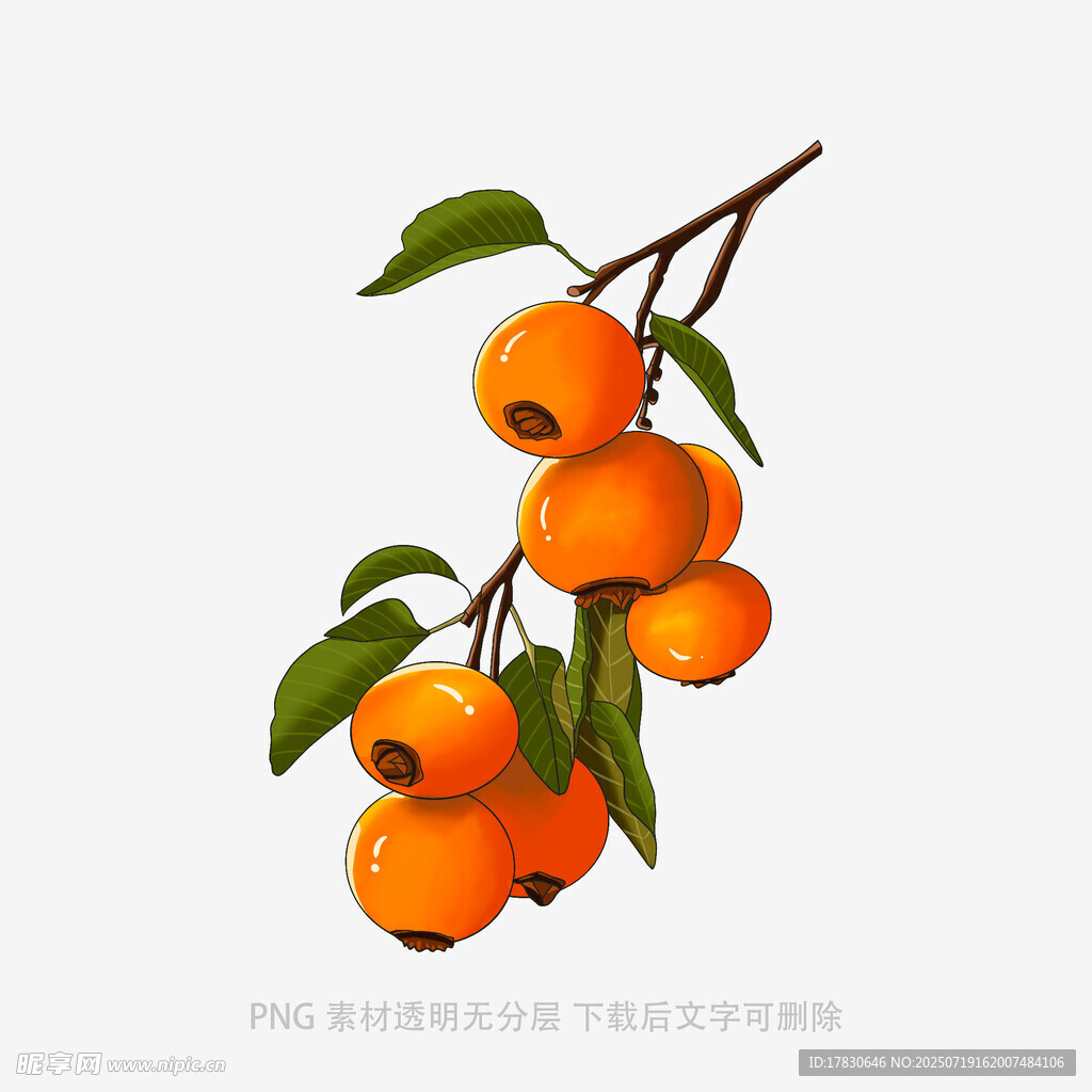 枝頭橙黃柿子帶綠葉