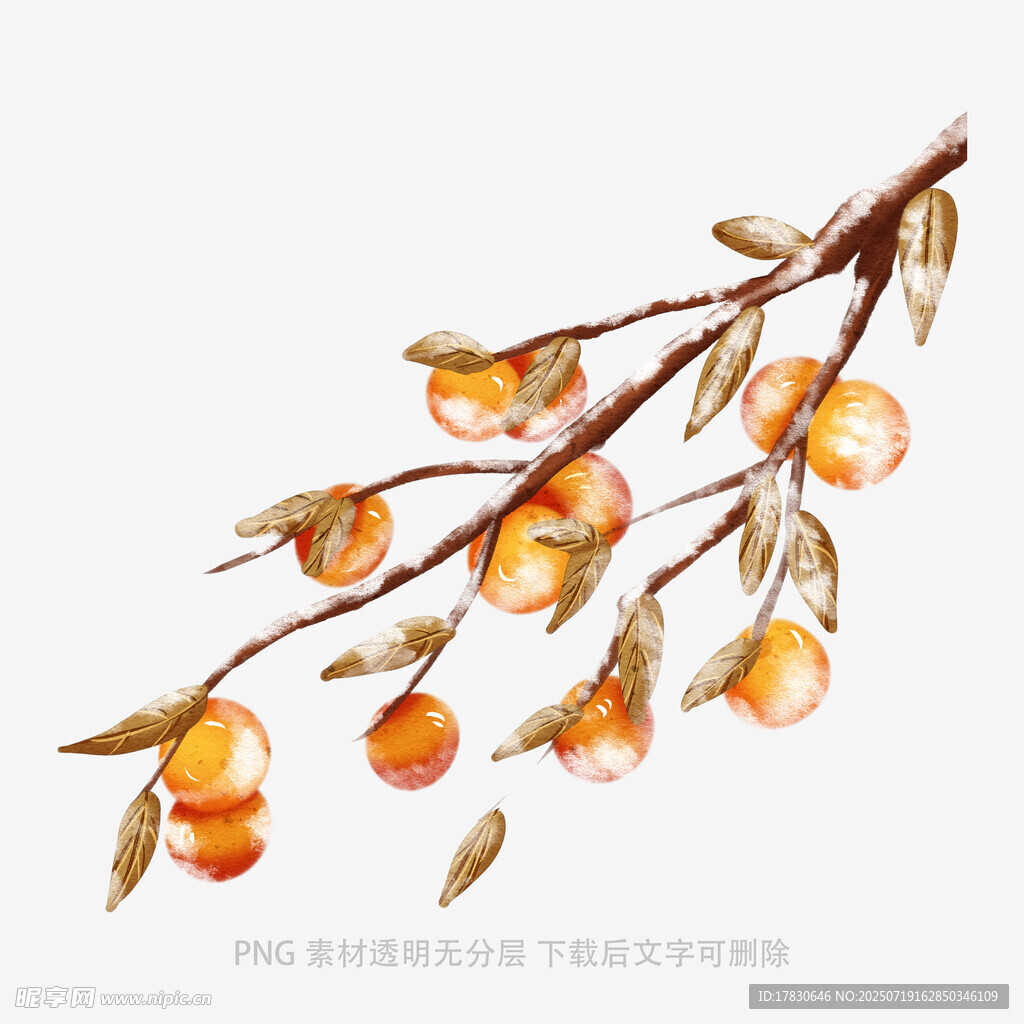 水墨風(fēng)枝頭橙黃果實(shí)圖