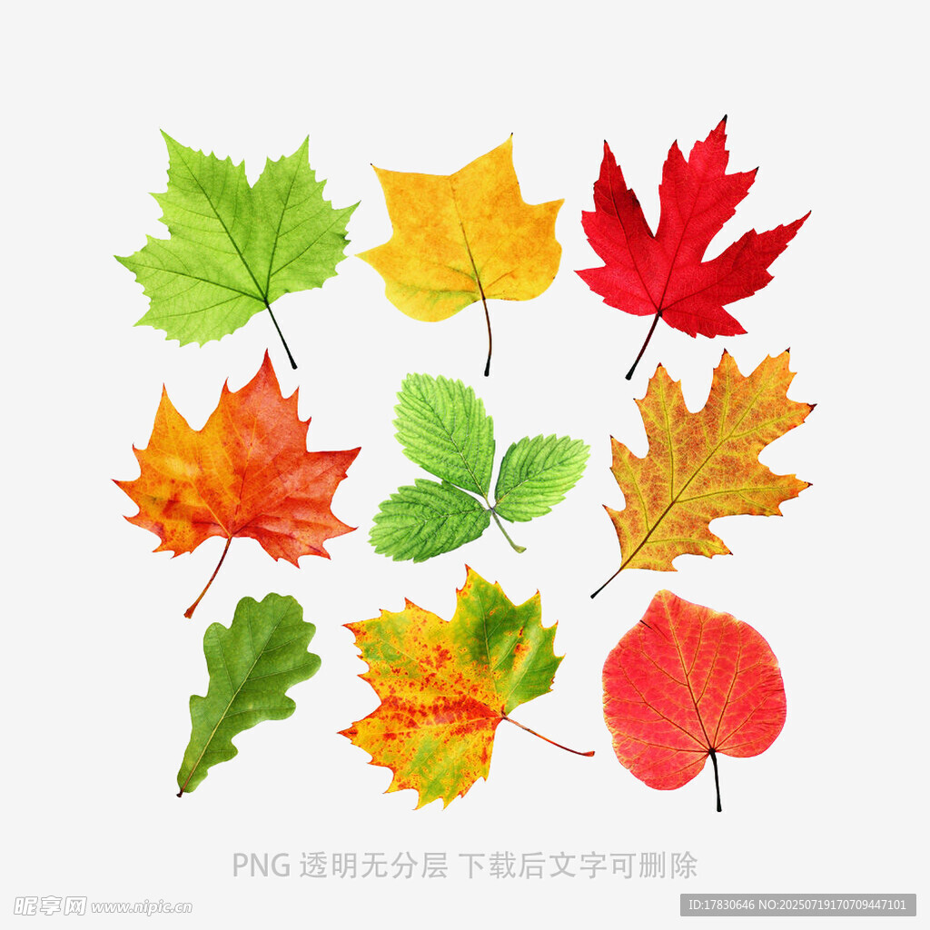多彩秋葉插畫(huà)素材