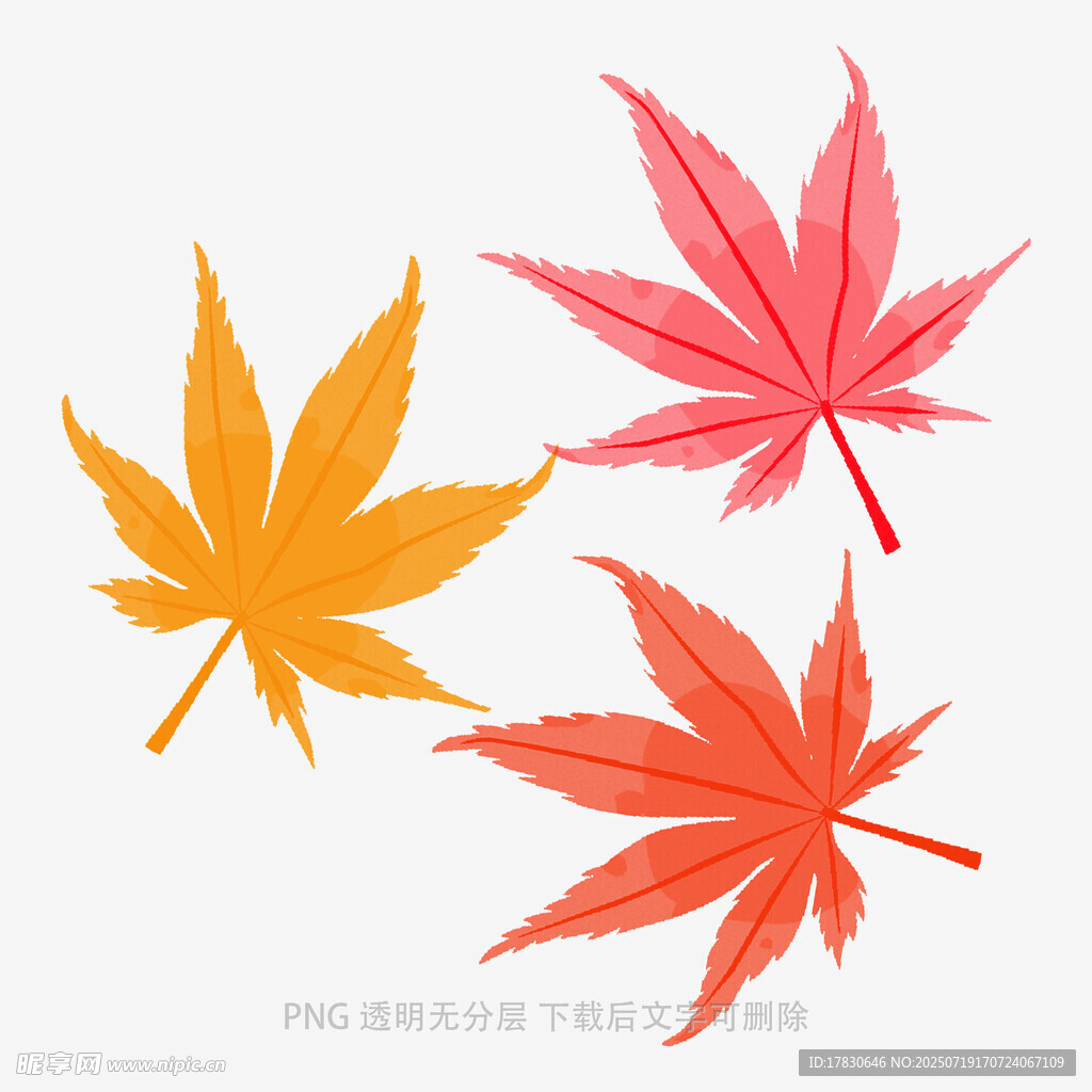 多彩楓葉插畫
