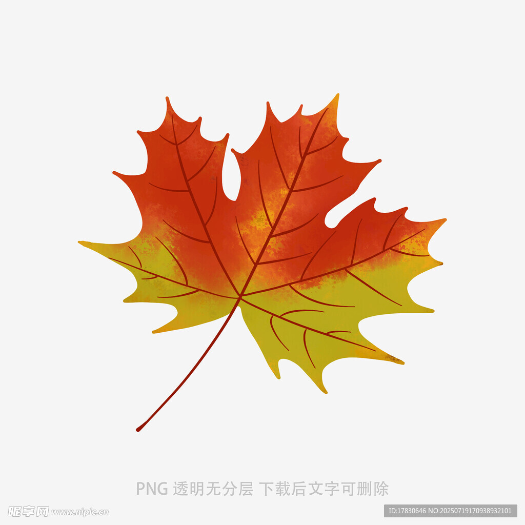 多彩楓葉插畫(huà)