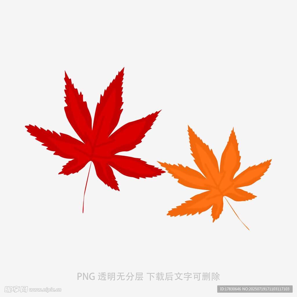 兩片楓葉插畫