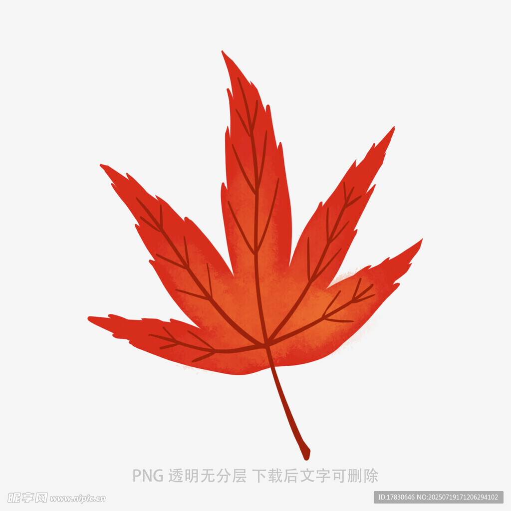 紅色楓葉插畫