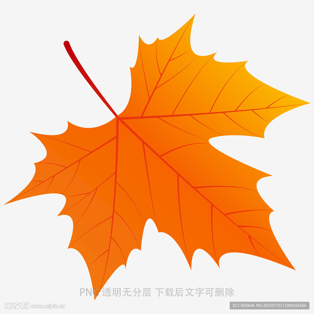 橙黃色楓葉插畫