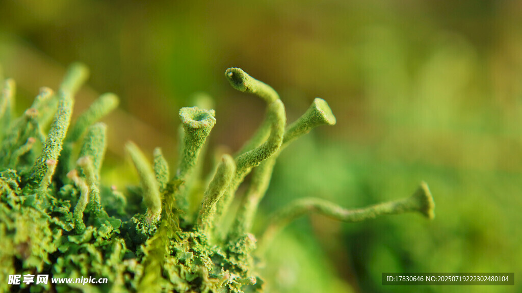 嫩綠菌類特寫