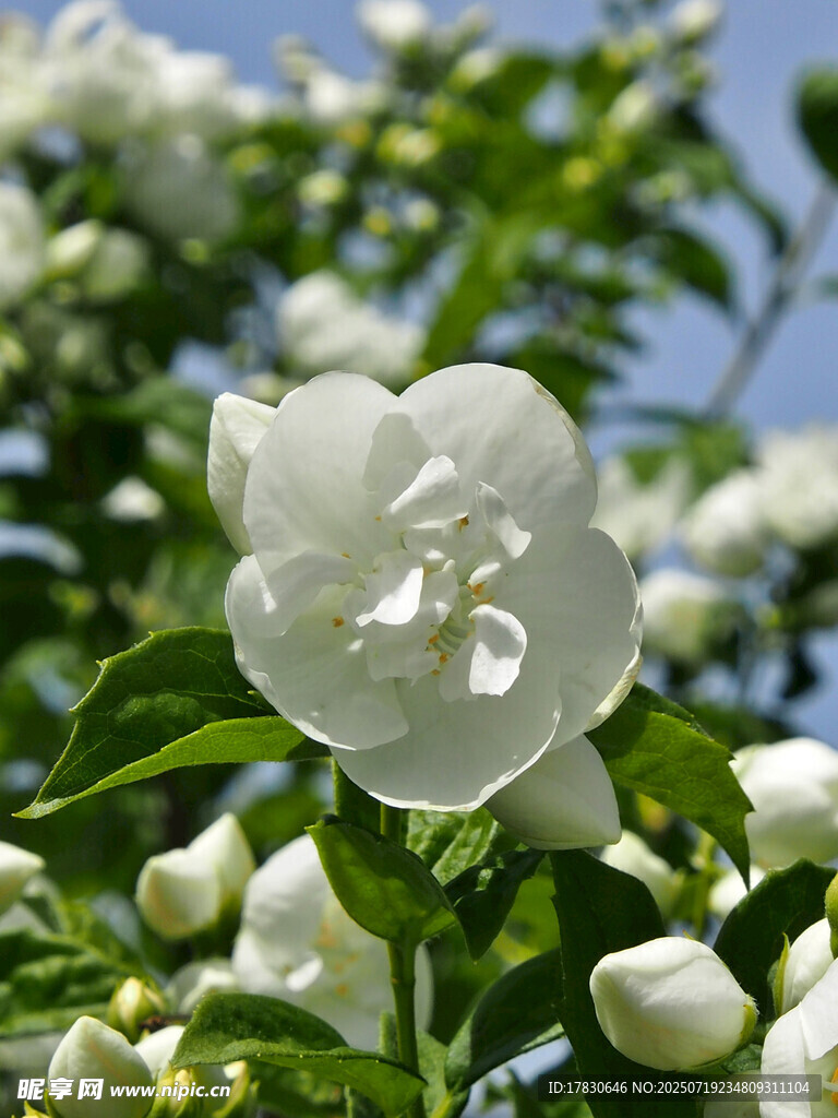 潔白茉莉花綻放枝頭