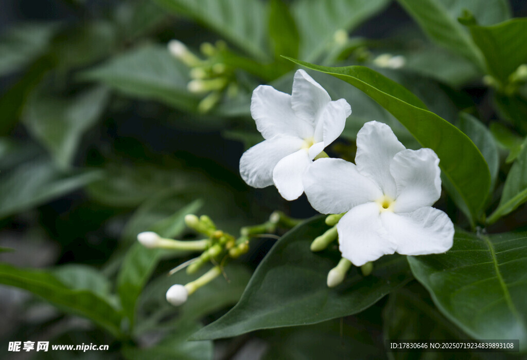 潔白素雅雙瓣茉莉花