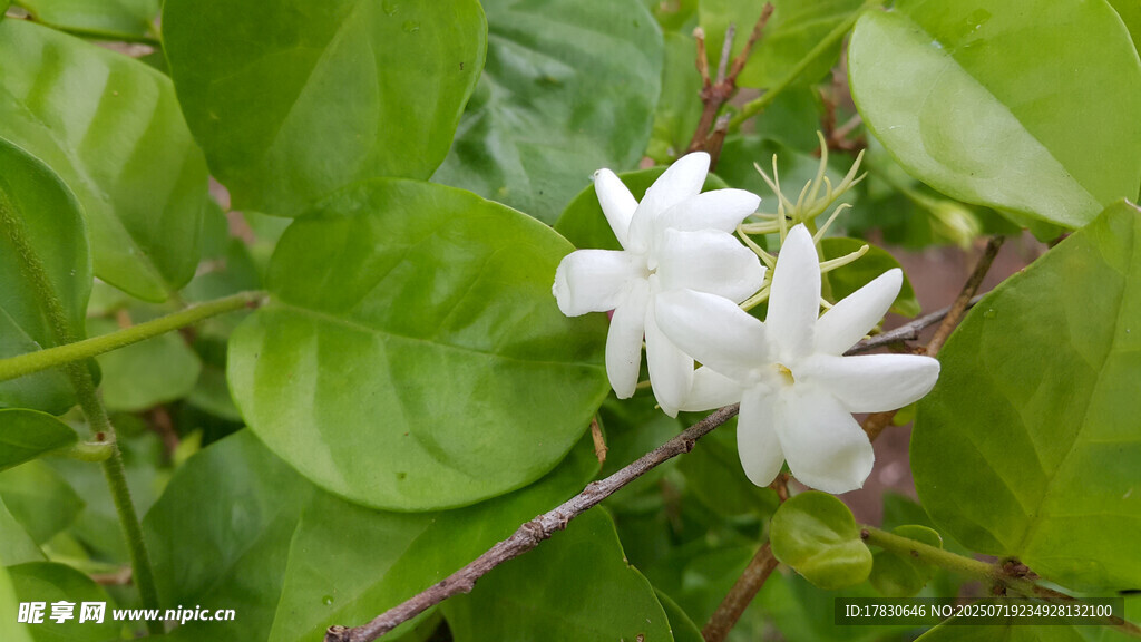 潔白素雅的枝頭茉莉花