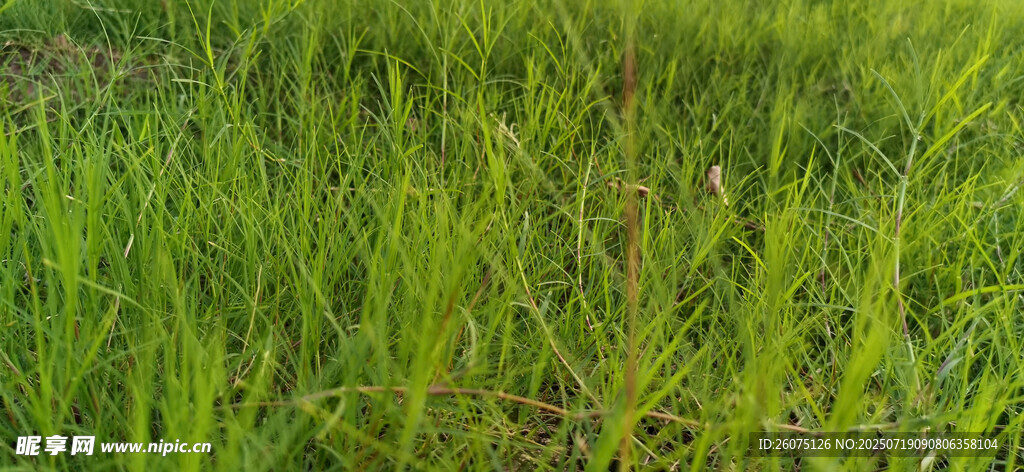 翠綠草地