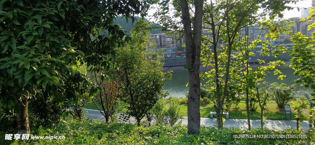 夏日林間綠意盎然風(fēng)景