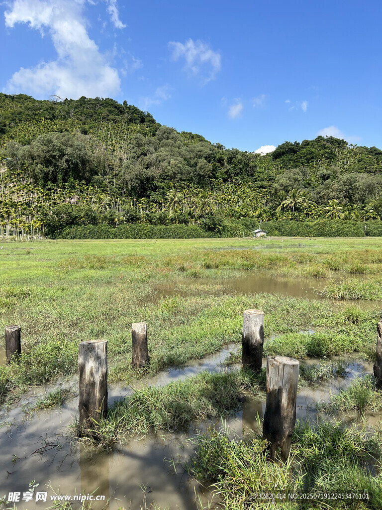 山間濕地木樁景觀