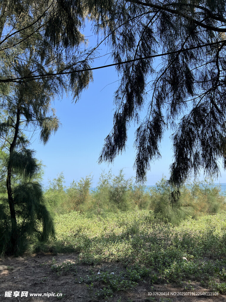 林間開(kāi)闊地 綠意盎然
