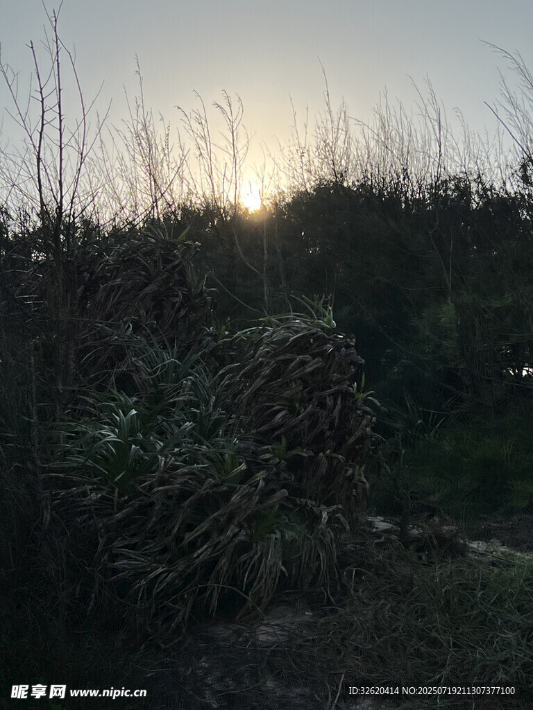 日落時分的野外植被景觀