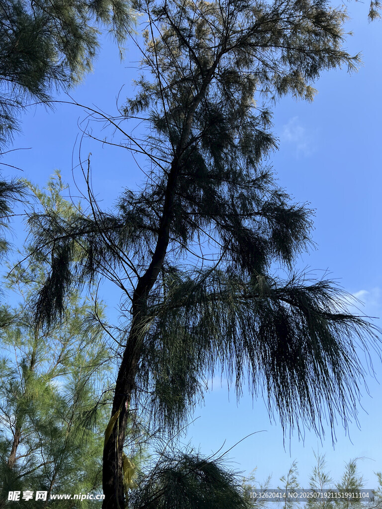 藍天映襯下的挺拔松樹