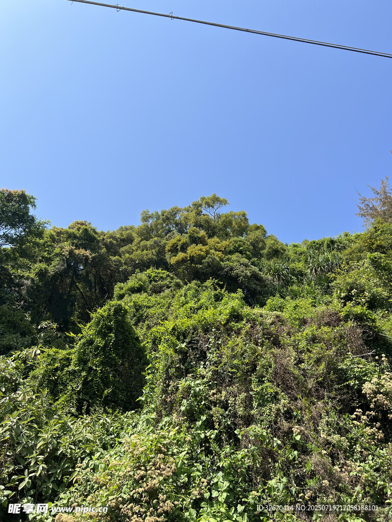 郁郁蔥蔥的山林景觀
