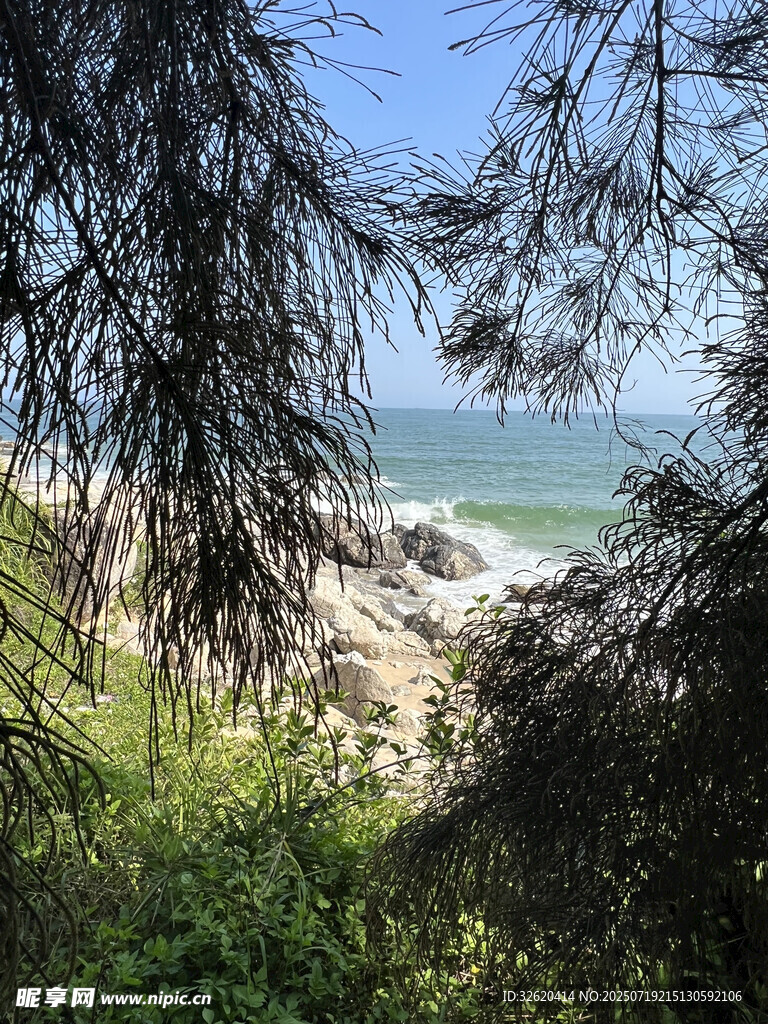 透過枝葉看海邊美景