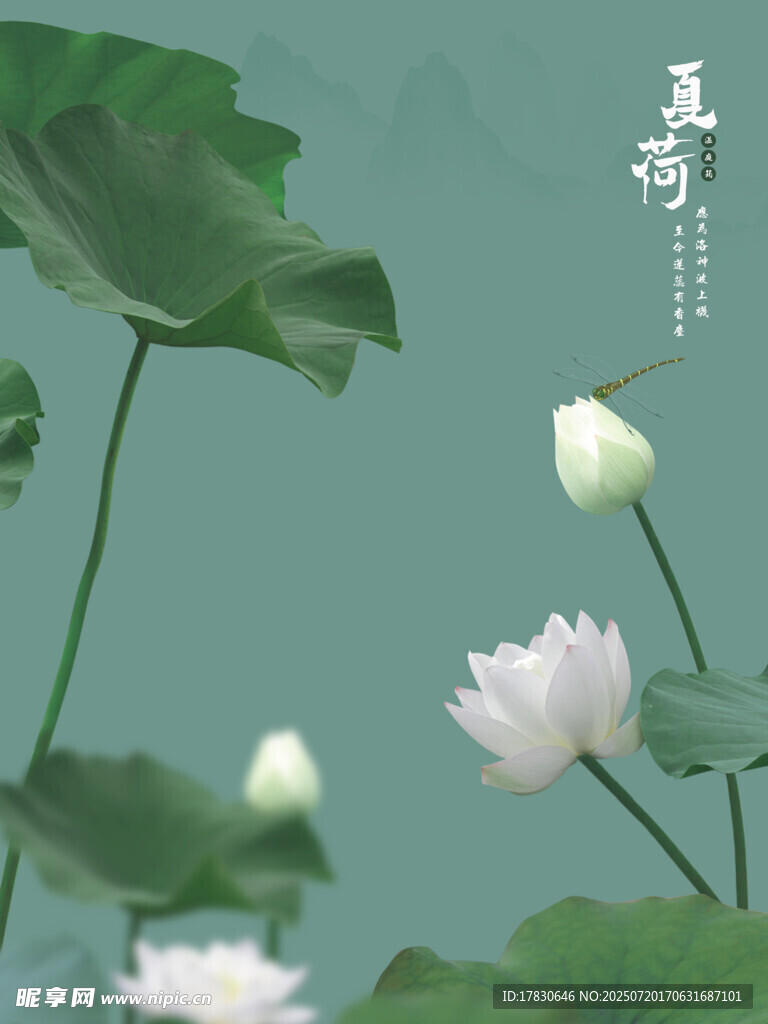 夏荷拍照模板