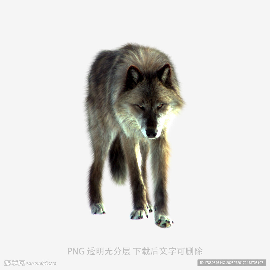 站立的灰狼