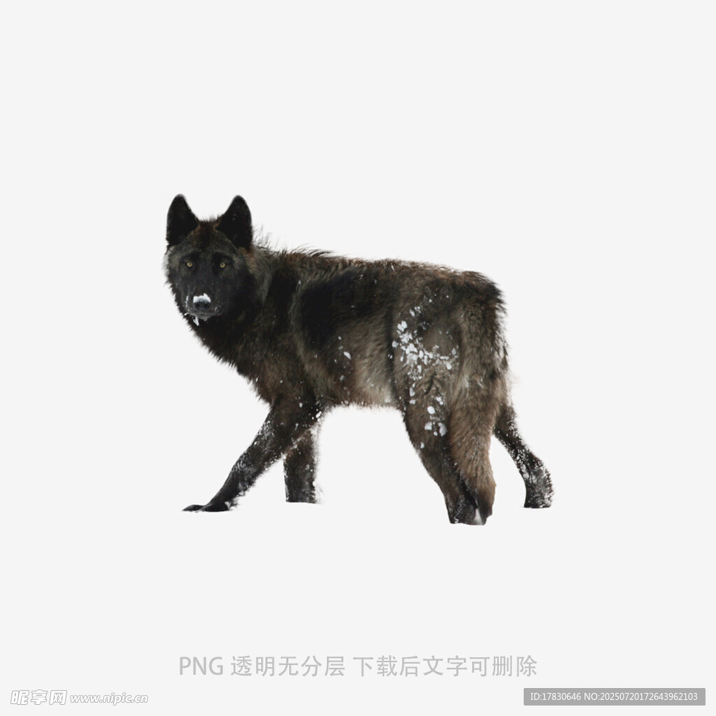 行走的黑狼