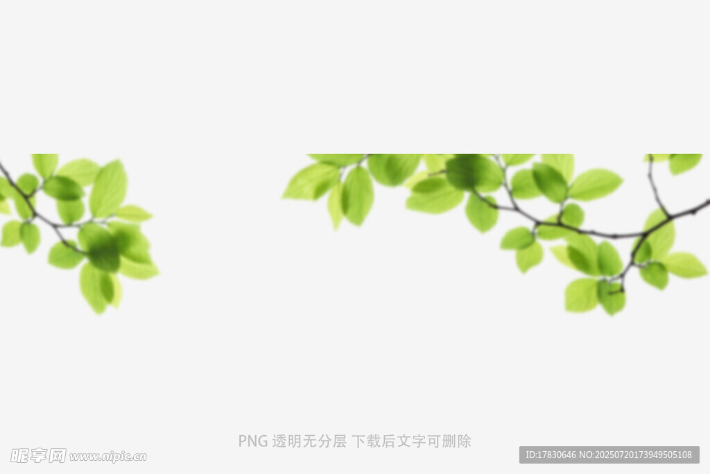 樹葉虛化前景