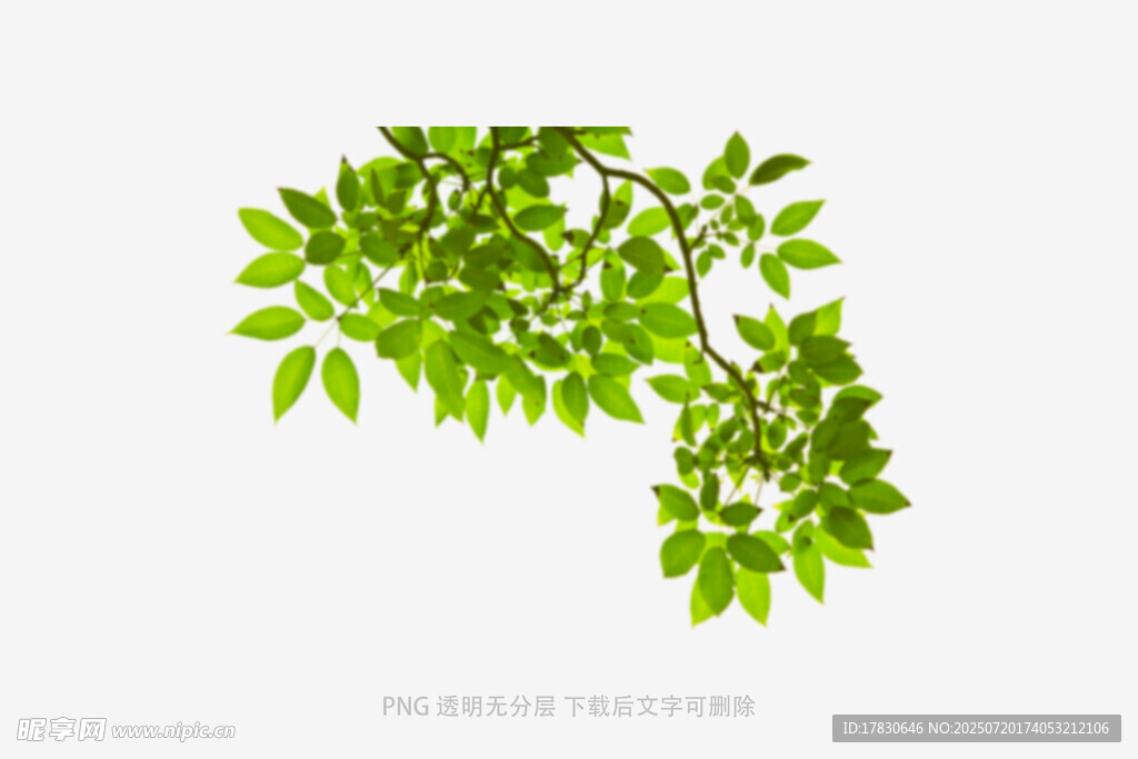 樹葉虛化前景