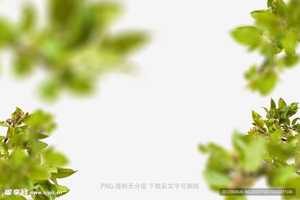 樹葉虛化前景