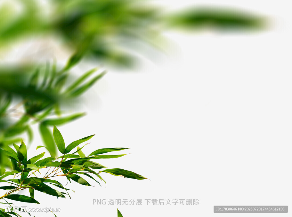 樹(shù)葉虛化前景