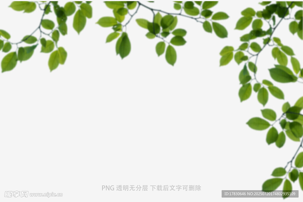 樹(shù)葉虛化前景