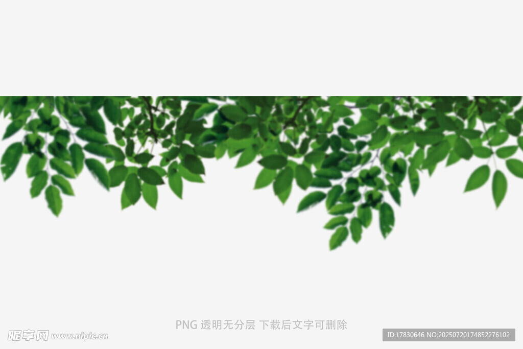 樹葉虛化前景