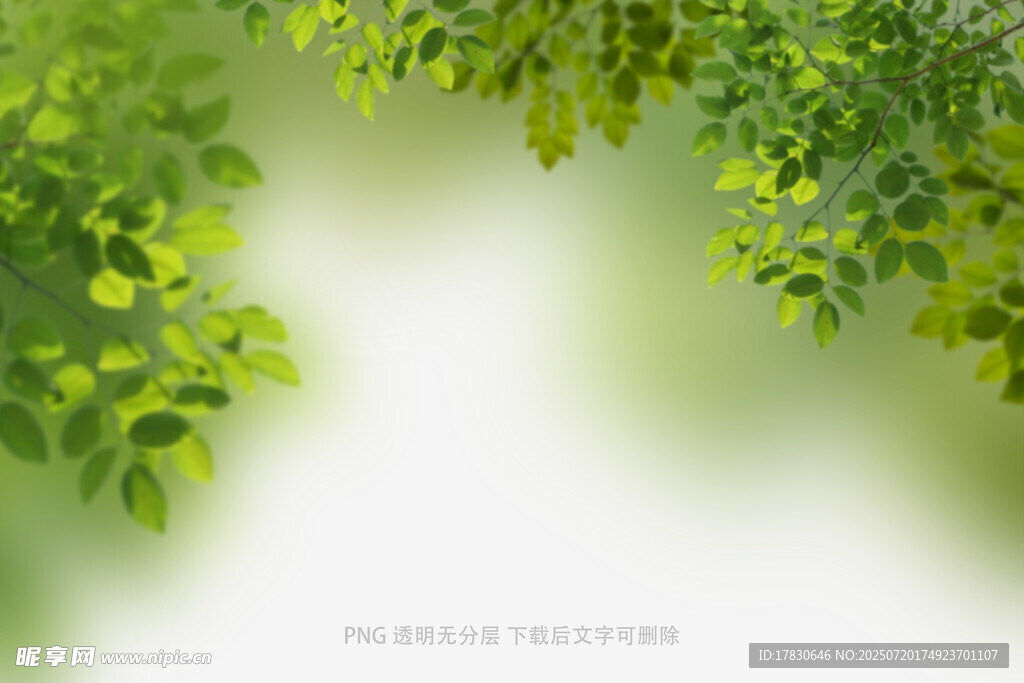 樹葉虛化前景