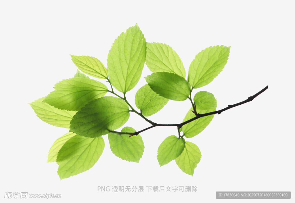 枝葉素材