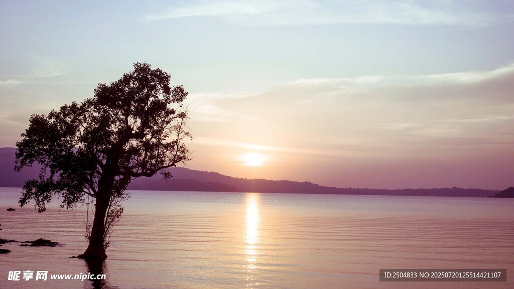 湖畔孤樹映夕陽美景