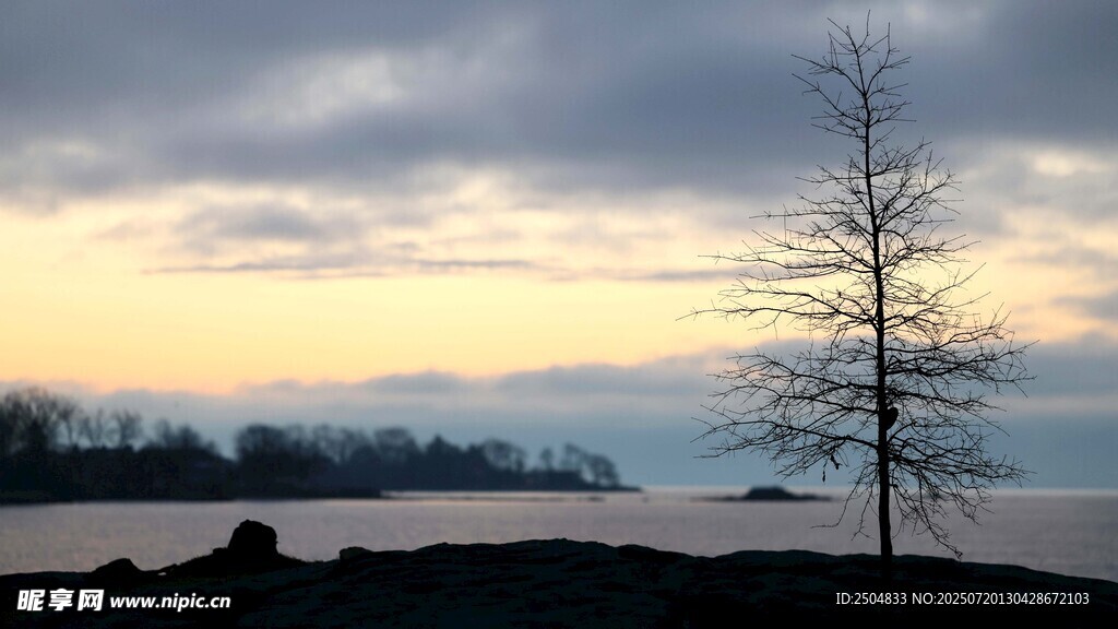 湖畔孤樹映黃昏美景
