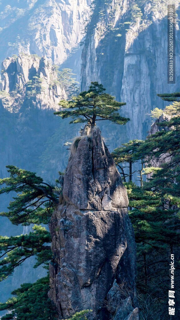 黃山奇峰上的蒼松