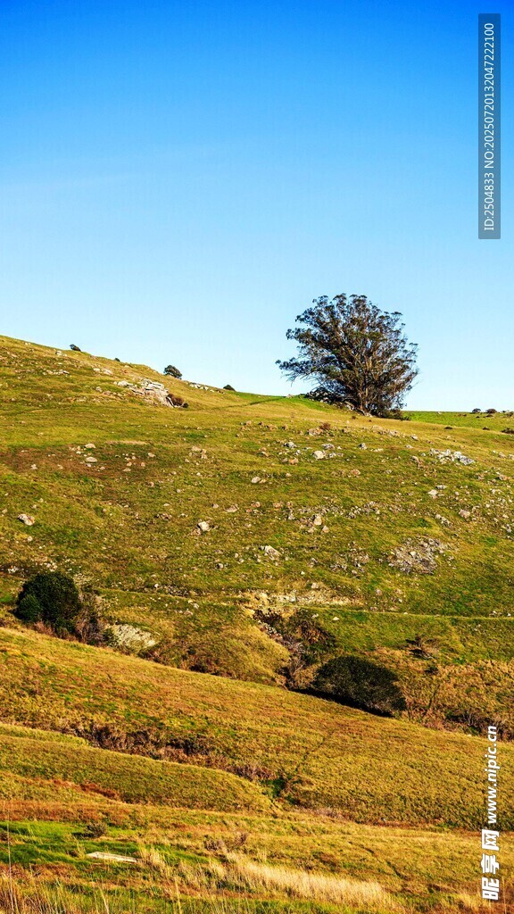 草原孤樹風(fēng)景