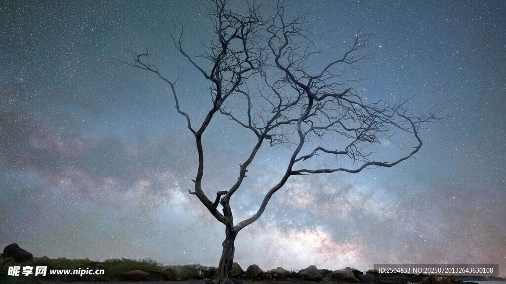 月夜下的孤獨枯樹