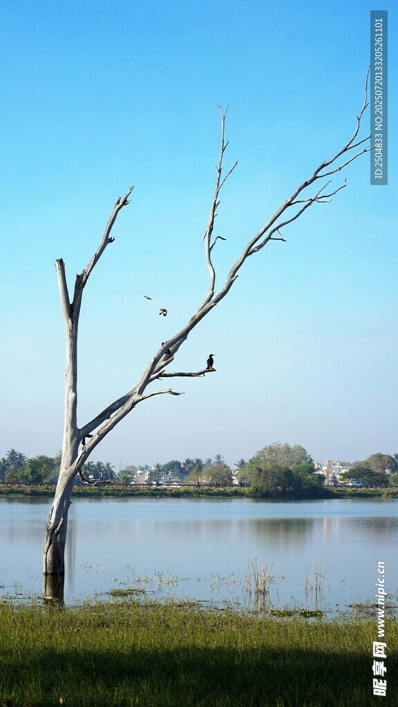 湖畔枯樹 寧靜自然景致