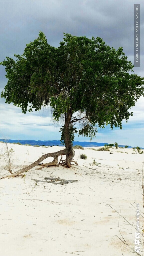 沙灘孤樹 海天一色美景