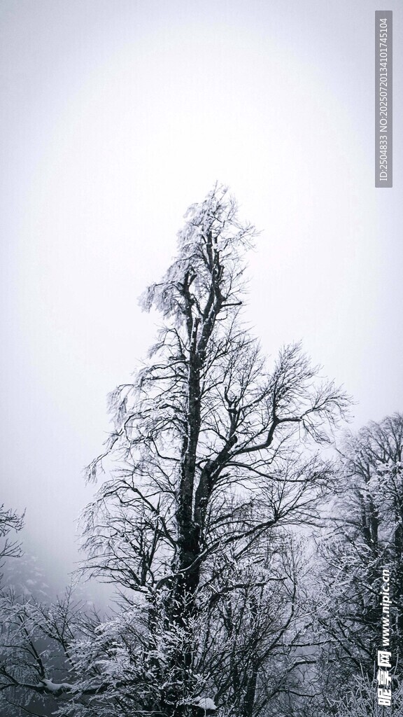 雪覆枯樹 冬日蕭瑟景致