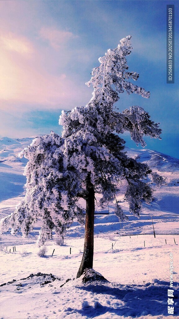 雪覆孤樹(shù)的冬日美景