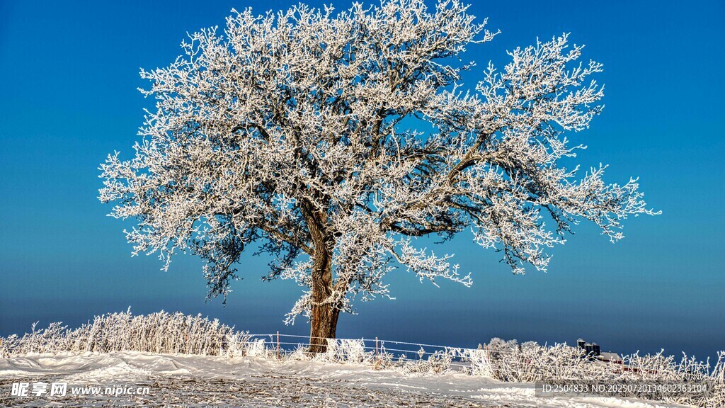 雪覆孤樹 冬日純凈美景