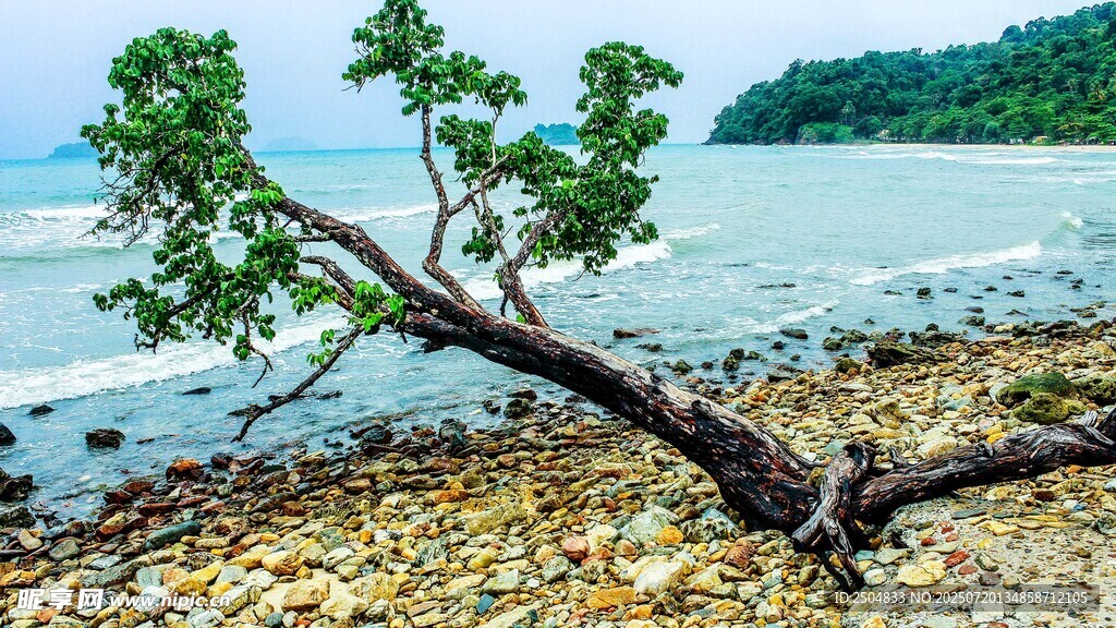 海邊傾斜的孤樹